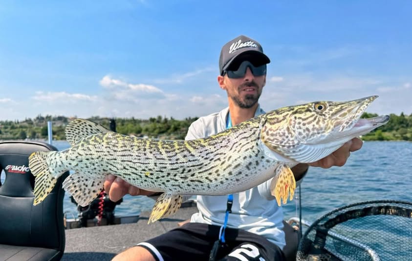 esox-cisalpinus-southern-pike.jpg