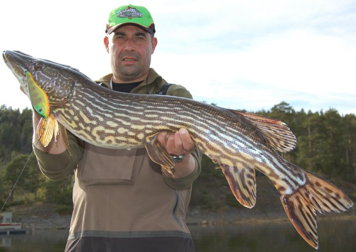 Thread 'Which is a Prettier Esox Species - Tiger Musky or Esox Flaviae?'